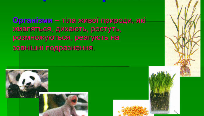 Що таке організм: визначення, функції та цікаві факти для розуміння