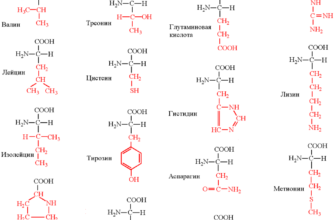Що таке амінокислоти: формула, структура і функції в організмі?