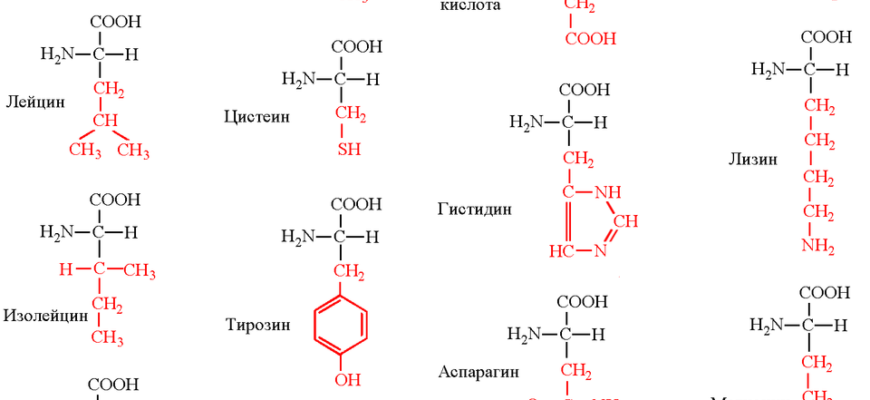 Що таке амінокислоти: формула, структура і функції в організмі? Що таке амінокислоти: формула, структура і функції в організмі?