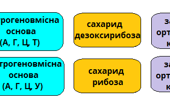 Що таке РНК: основи, функції та важливість у біології людини