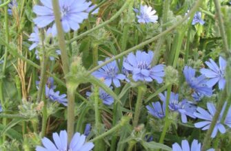 Що таке цикорій: корисні властивості та використання в раціоні