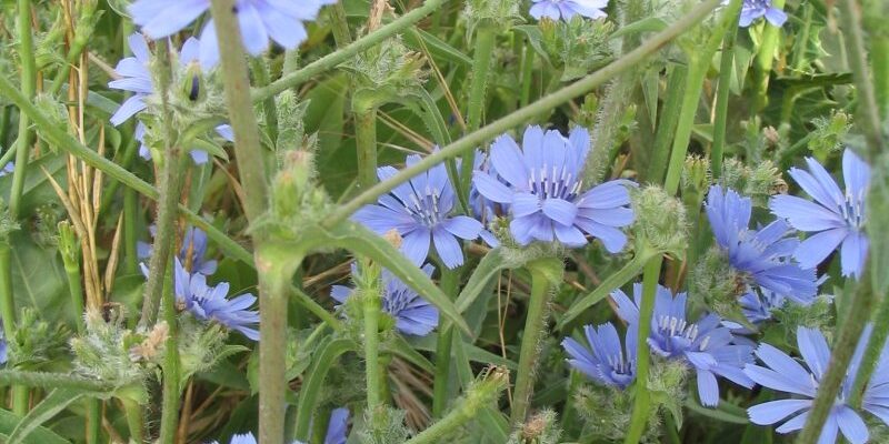 Що таке цикорій: корисні властивості та використання в раціоні