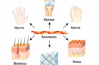 Що таке колаген: розкриваємо його роль та користь для здоров’я