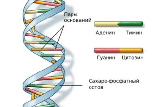 Що таке ДНК: розкриваємо роль і структуру генетичного коду
