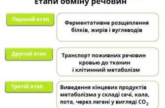 Що таке обмін речовин і як він впливає на наше здоров’я?