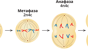 Мітоз це: детальне пояснення процесу клітинного поділу