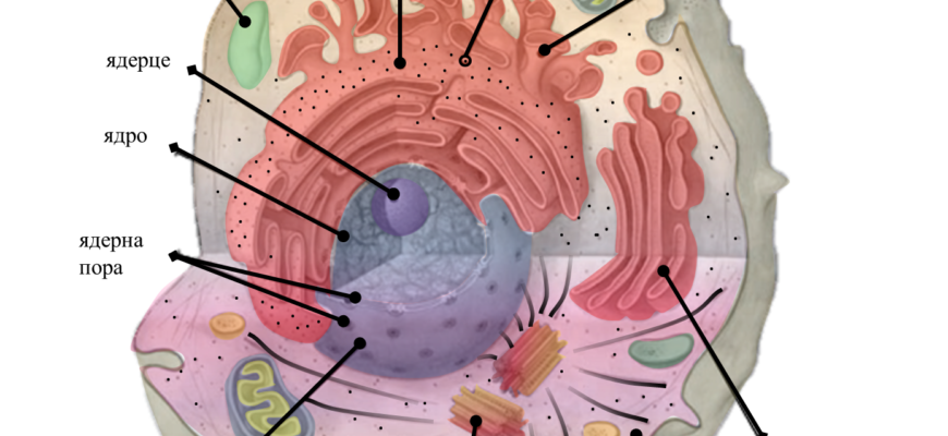 Що таке органели: визначення, функції та значення органел