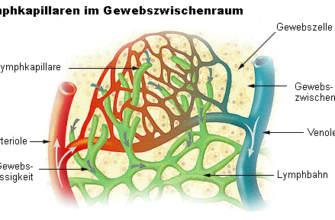 Що таке лімфа: розкриття значення та функцій лімфатичної системи