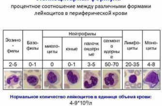 Як нормально виглядає лейкоцитарна формула: яке значення норми?