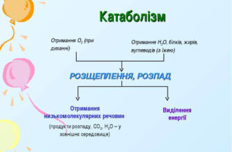 Що таке катаболізм: процеси, значення та роль в організмі
