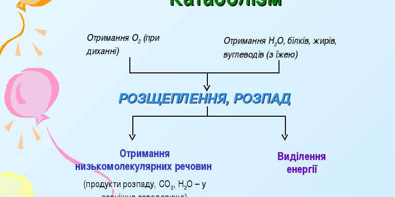 Що таке катаболізм: процеси, значення та роль в організмі Що таке катаболізм: процеси, значення та роль в організмі