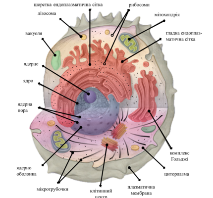 Що таке клітина: основні функції та будова живої клітини Що таке клітина: основні функції та будова живої клітини