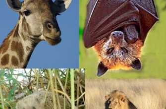 Ссавці це хто: ключова роль у біорізноманітті та еволюції видів