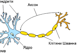 Що таке нейрон: основи та функції нервових клітин людини?
