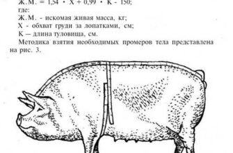 Як дізнатися вагу свині: єфективна формула розрахунку