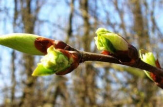 Що таке бруньки: визначення, функції та значення для рослин