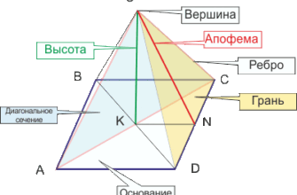 Що таке апофема: детальне пояснення терміна в геометрії