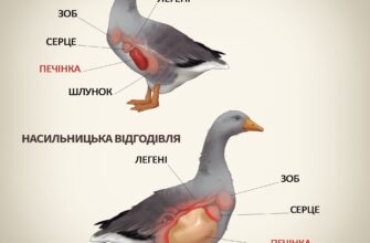 Що таке фуа гра: розкриваємо секрети делікатесного блюда