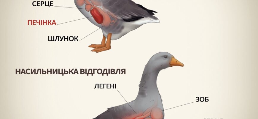 Що таке фуа гра: розкриваємо секрети делікатесного блюда