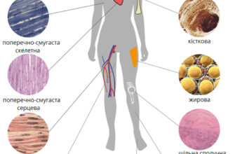 Що таке тканини: визначення, класифікація та застосування в житті