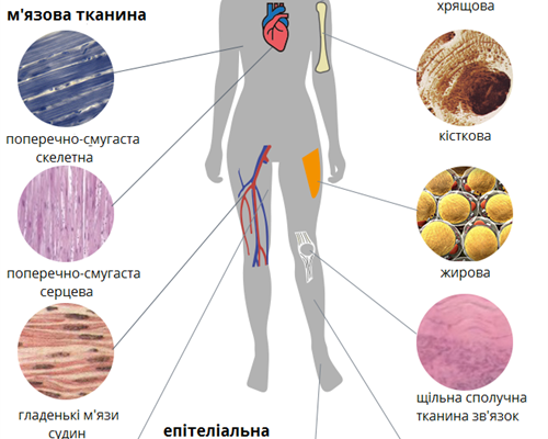 Що таке тканини: визначення, класифікація та застосування в житті Що таке тканини: визначення, класифікація та застосування в житті