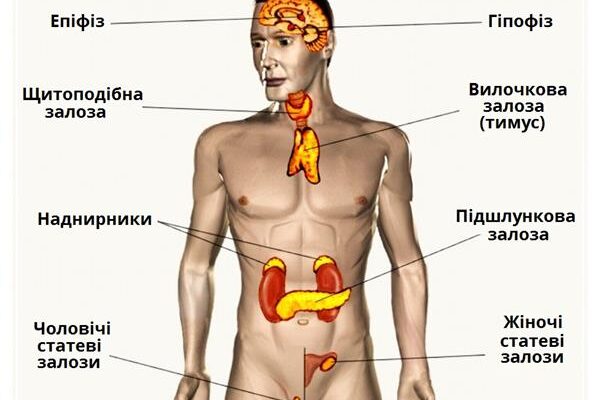 Що таке гормони: основи функціонування та їх роль в організмі