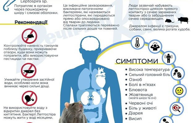 Що таке лептоспіроз: основні симптоми та причини захворювання