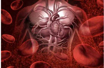 Кров у русі: як підтримати здоровий кровообіг