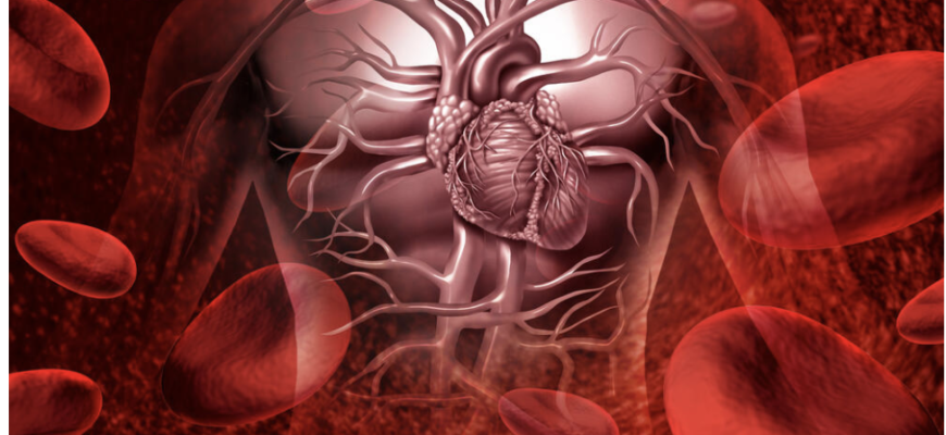 Кров у русі: як підтримати здоровий кровообіг